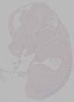 EMAGE:15793