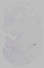 EMAGE:15795