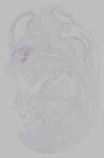 EMAGE:15796