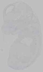 EMAGE:15796