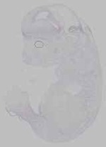 EMAGE:15796