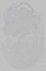 EMAGE:15798