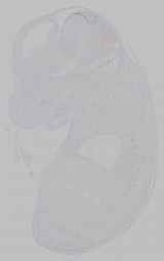 EMAGE:15798