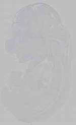 EMAGE:15806