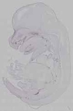 EMAGE:15811