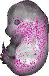 mouse atlas EMAGE spatial in situ gene expression database None