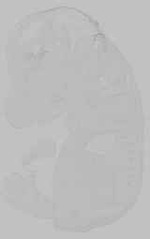 EMAGE:15820