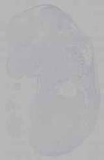 EMAGE:15824