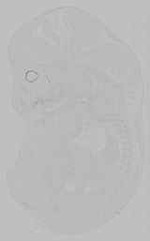 EMAGE:15861