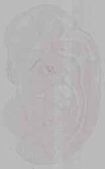 EMAGE:15861