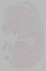 EMAGE:15873