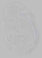 EMAGE:15911