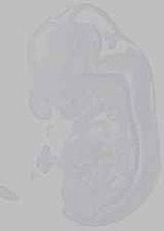 EMAGE:15930