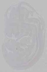 EMAGE:15938