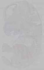 EMAGE:15944
