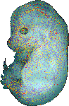 EMAGE:15958