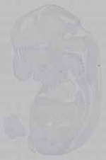 EMAGE:15958