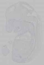 EMAGE:15958