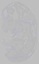 EMAGE:15958