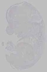 EMAGE:15958