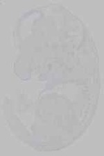 EMAGE:15958