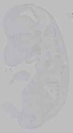 EMAGE:15958