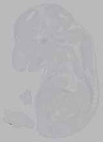 EMAGE:15978