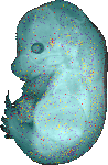 EMAGE:15980