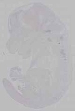 EMAGE:15980