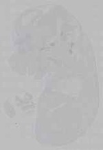 EMAGE:15980