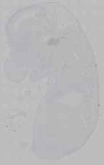 EMAGE:15980