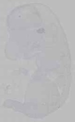 EMAGE:15980