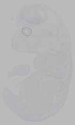 EMAGE:15984