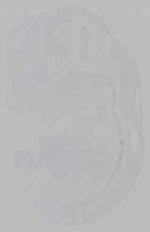 EMAGE:15993