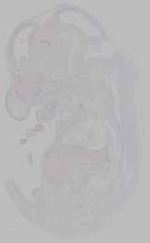 EMAGE:16002