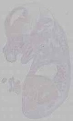 EMAGE:16002