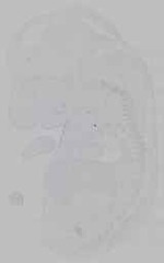EMAGE:16004
