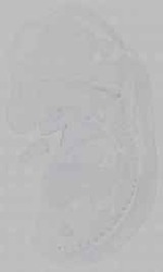 EMAGE:16004