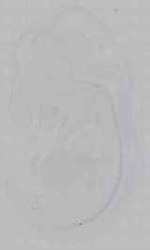 EMAGE:16004