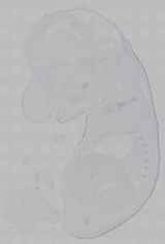 EMAGE:16004