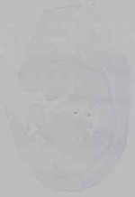 EMAGE:16008