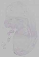EMAGE:16022