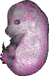 mouse atlas EMAGE spatial in situ gene expression database None