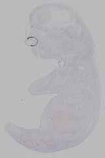 EMAGE:16036