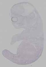 EMAGE:16036