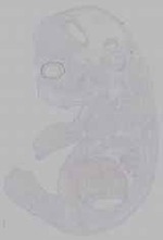 EMAGE:16036