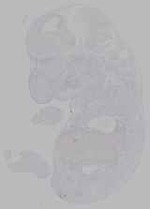 EMAGE:16036