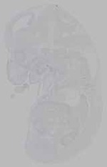 EMAGE:16036