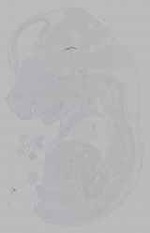 EMAGE:16036