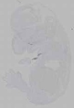 EMAGE:16036